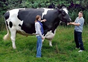 Голштинская порода коров: описание и характеристики