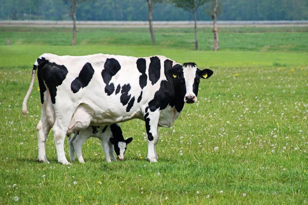 Голштинская порода коров: характеристика, описание, фото животных с черно-пестрым и иным окрасом, и сколько стоит голштинизированный вид КРС?
