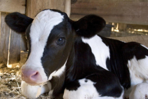 Голштинская порода коров: описание и характеристики