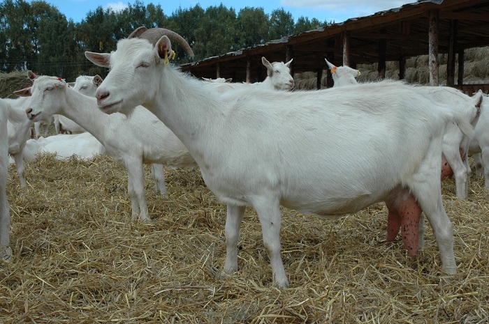 Горьковская порода коз