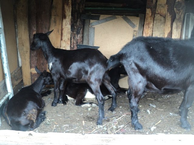 Орловские породы коз