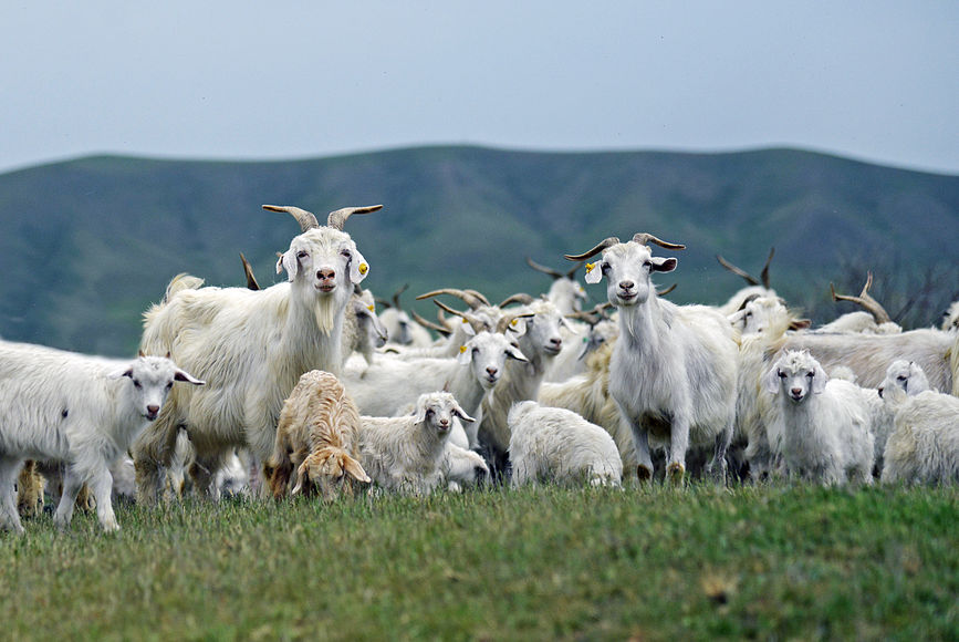 Пуховые козы