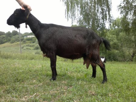 Характеристики чёрных орловских коз