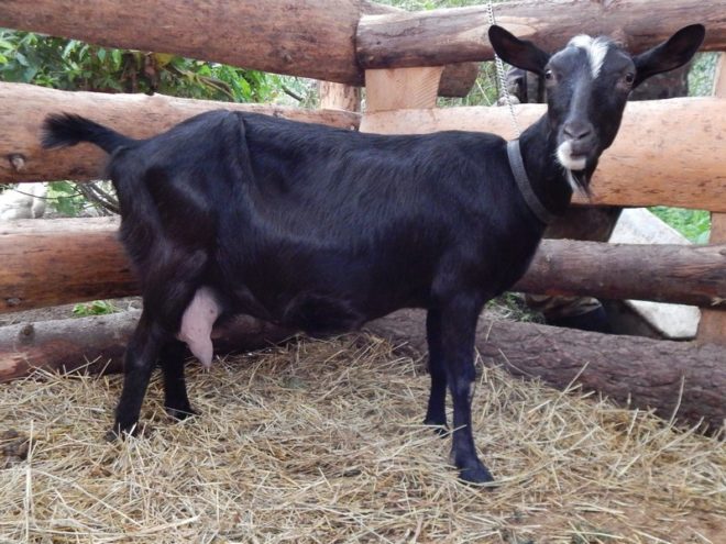 Особенности орловской породы коз