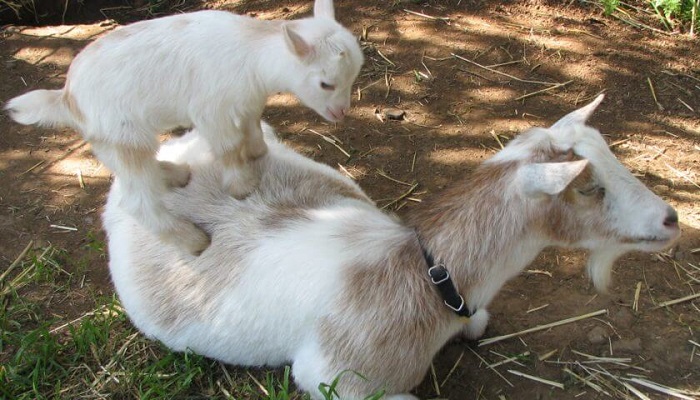 Сколько молока дает коза в сутки: породы молочных коз
