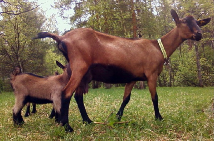 Внешний вид чешской козы
