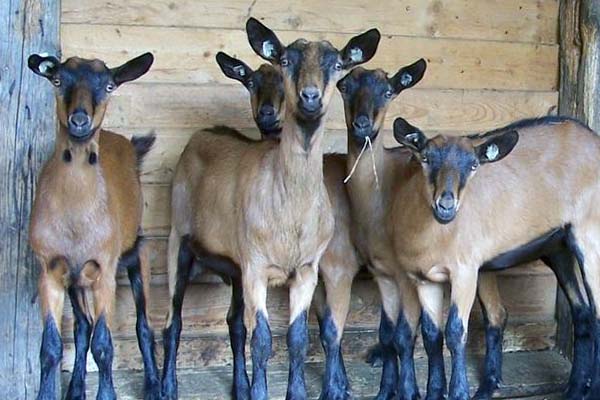 Питомники чешских коз