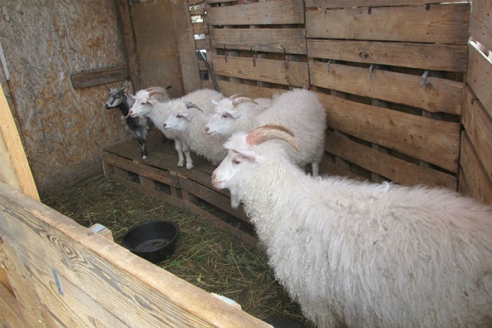 Питомники ангорских коз