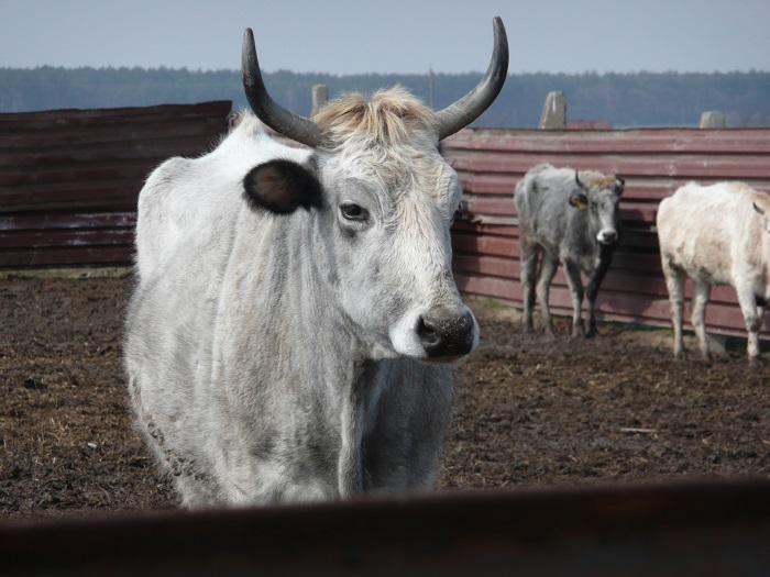 Содержание скота Венгерской породы