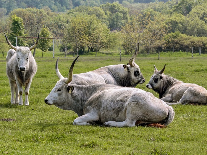 Стадо Венгерских коров