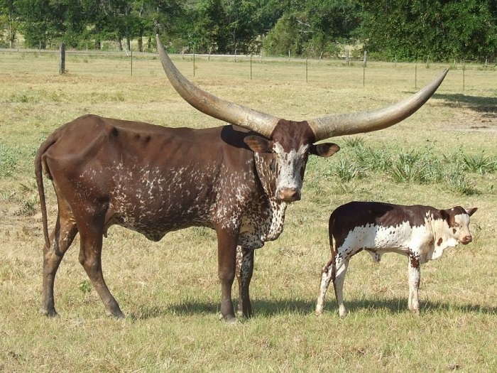 Корова Ватусси с теленком