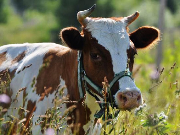Йоркширская порода коров