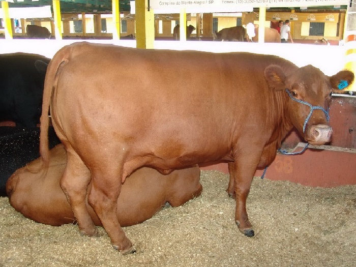 Внешняя характеристика коров породы санта-гертруда