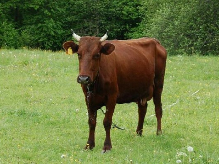 Изображение пасущейся Суксунской коровы