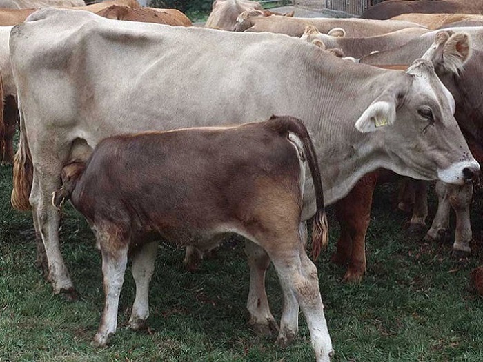 Корова швицкой породы с теленком