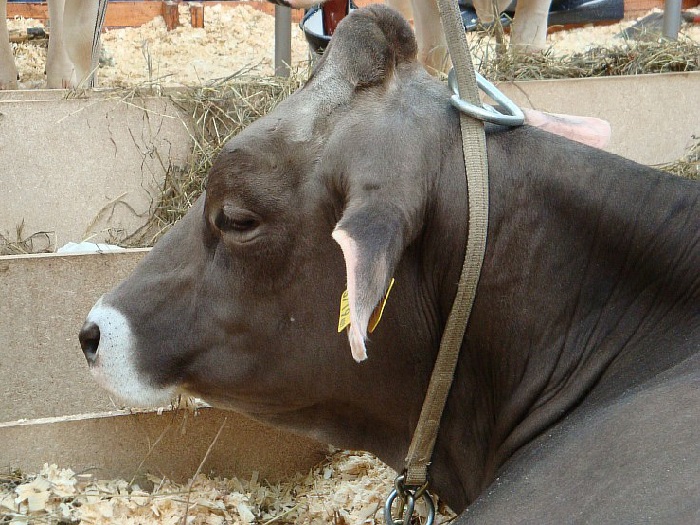 Изображение коровы швицкой породы