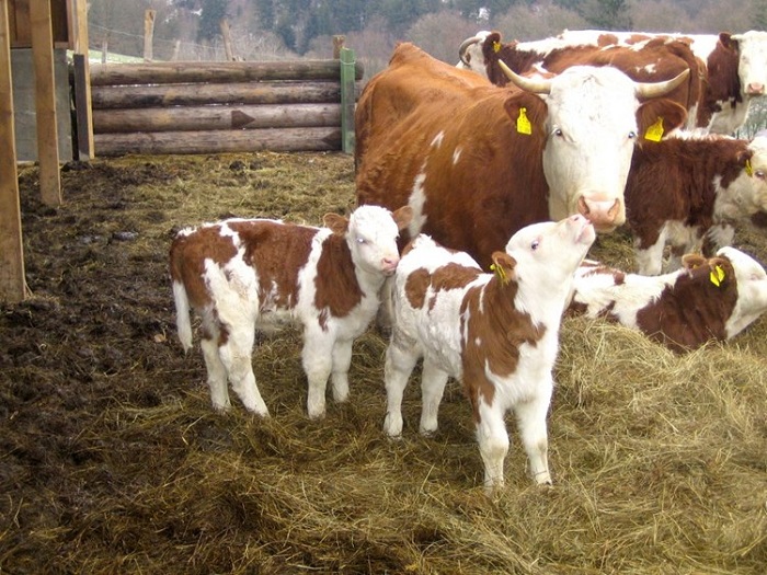 Айширская корова с телятами