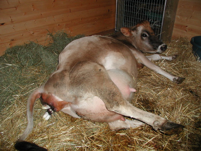 Воспаление вымени у коровы до родов