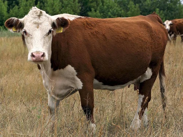 Коровы Герефордской породы: описание содержания и продуктивности