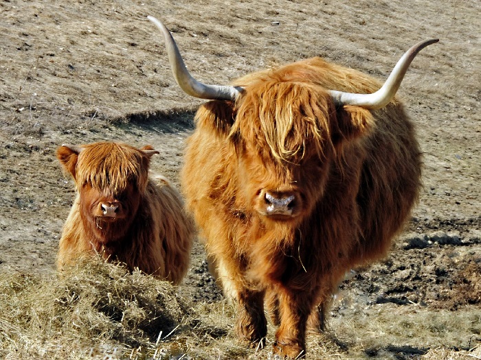 Изображение коровы и теленка породы хайленд