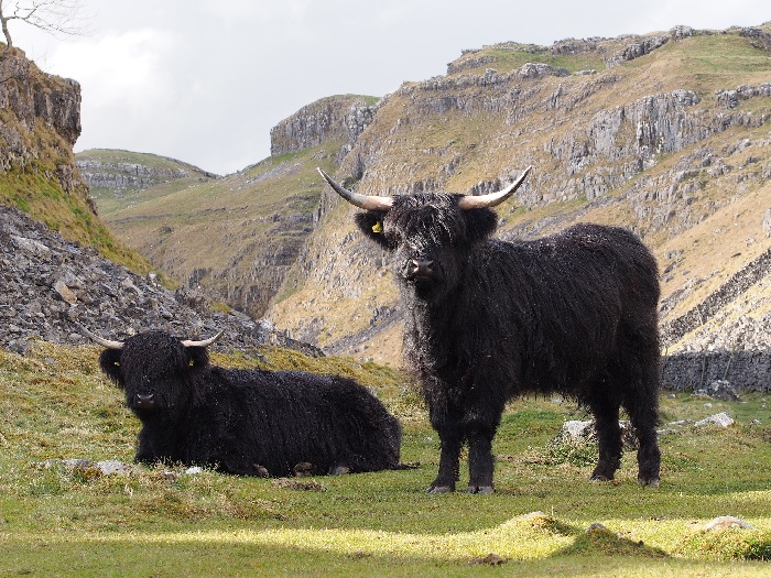 Шотландская порода коров хайленд черного цвета