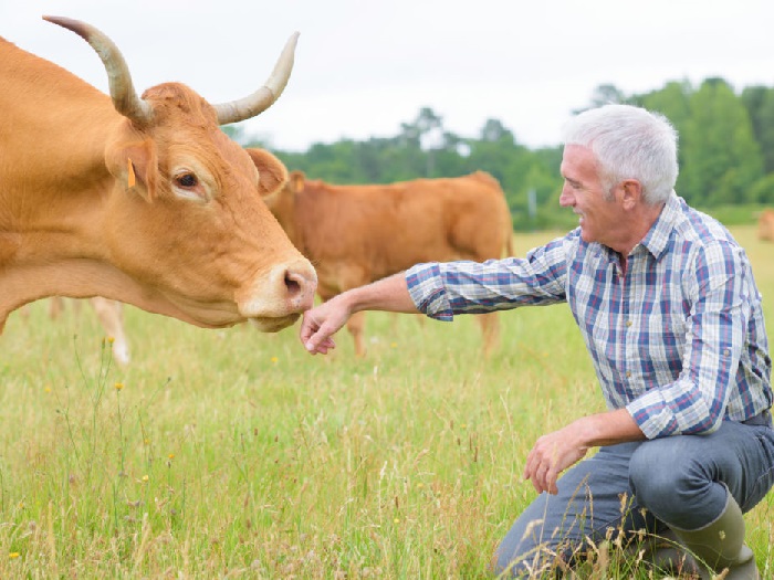 Изображение коровы и человека