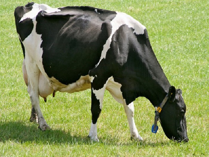 Тагильская корова