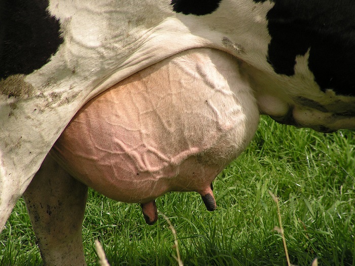 Изображение коровы с воспаленным выменем