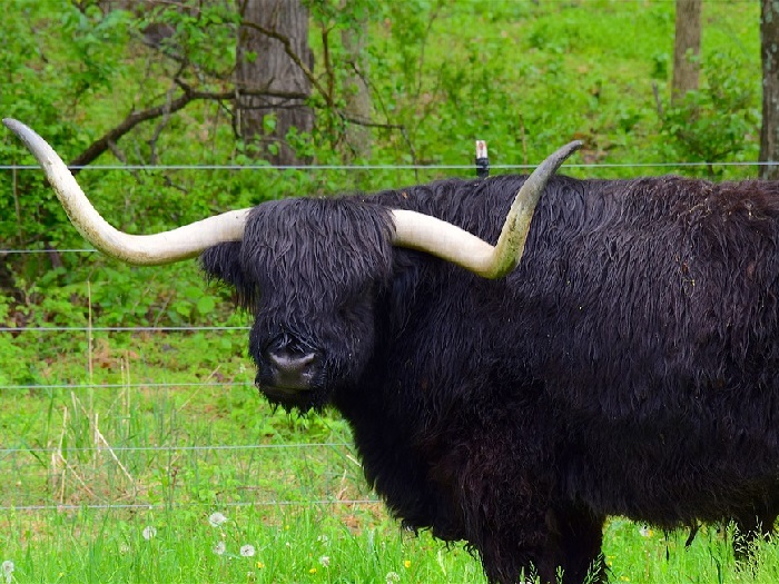 Изображение черного техасского быка