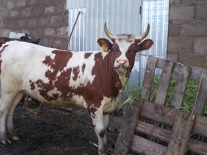 Айрширская корова на ферме