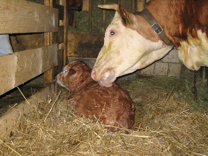 Корова облизывает новорожденного теленка