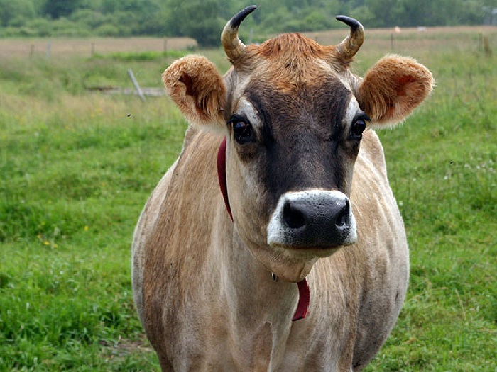 Изображение костромской породы коров на лугу