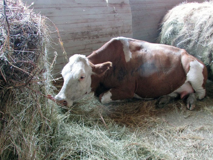 Изображение больной коровы на сене