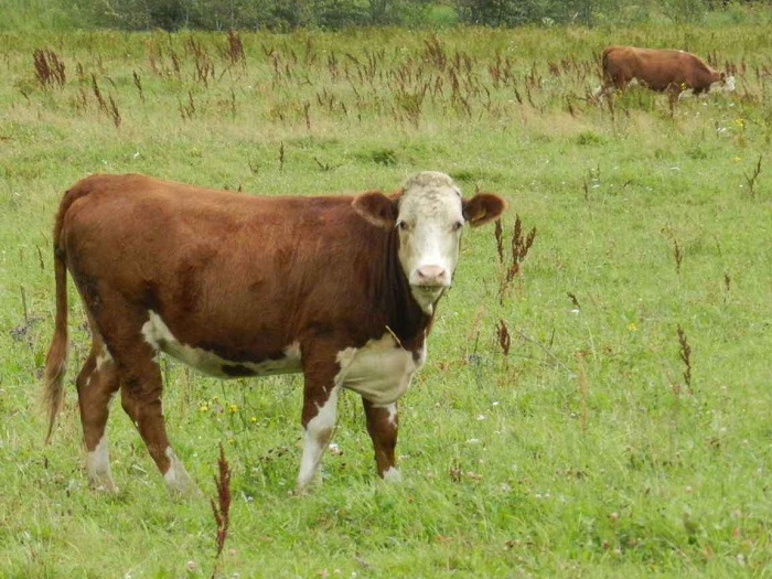 Молодняк герефордской породы коров