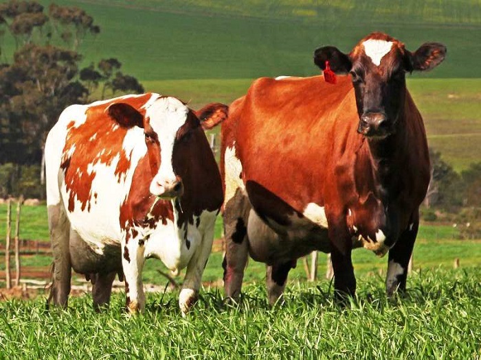 Голштинская красно пестрая порода коров