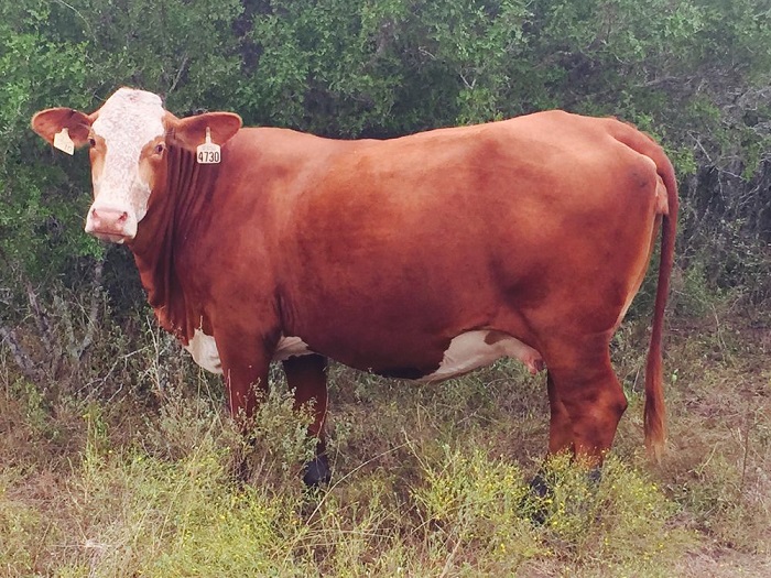 Красно пестрая корова фото