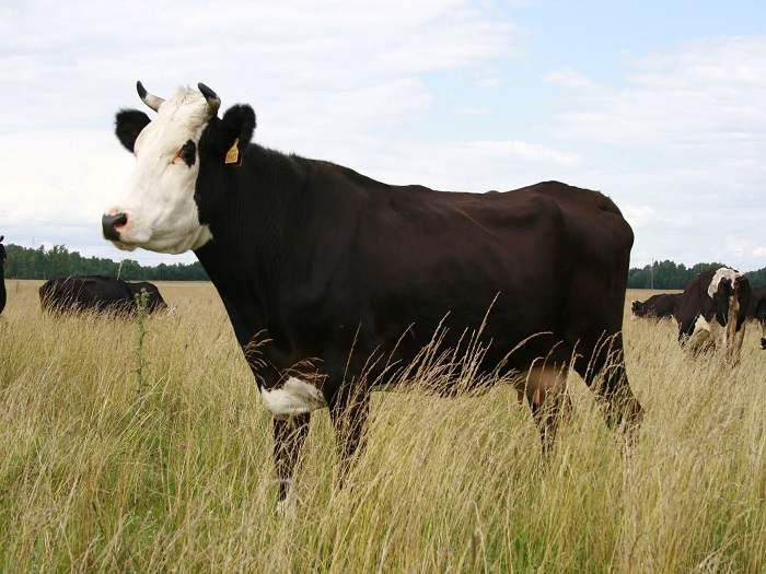 Ярославская порода коровы