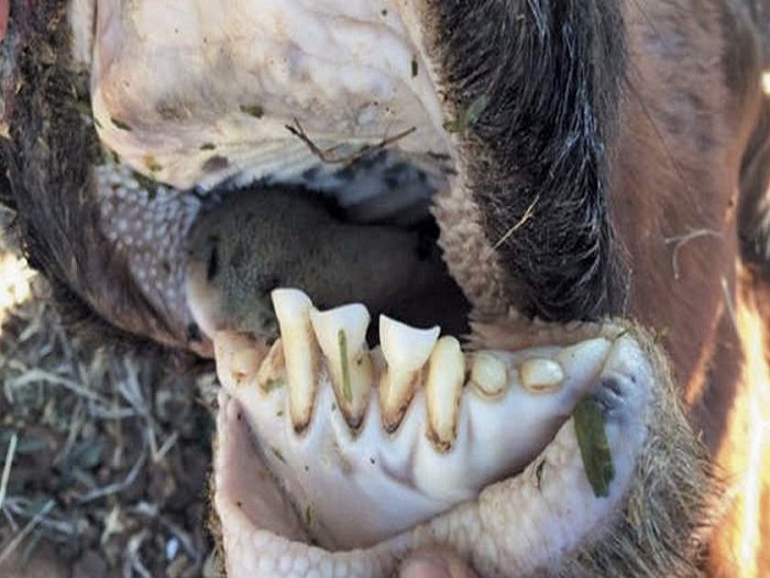 Строение зубов у коровы