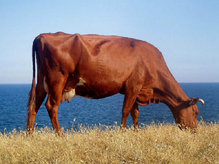 Латвийская порода коров