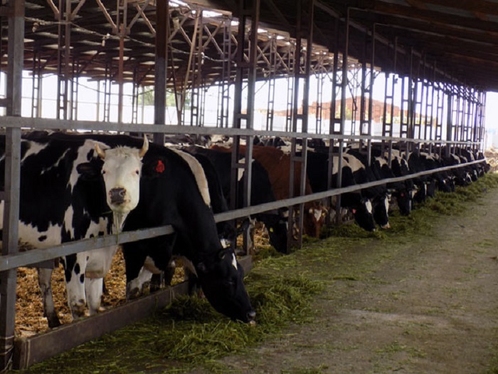 Сколько дают ярославские коровы молока