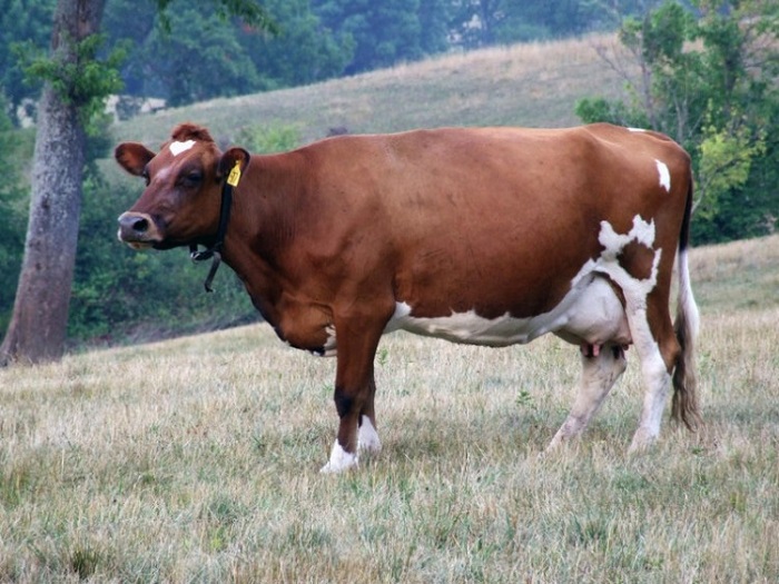 Бестужевская порода коров характеристика
