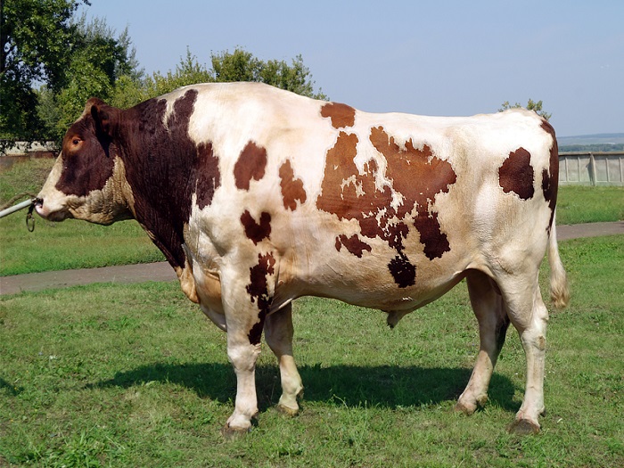 Коровы красно пестрой масти