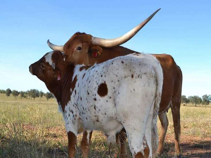 В каком возрасте бык может покрыть корову
