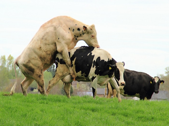 Оплодотворение коровы быком