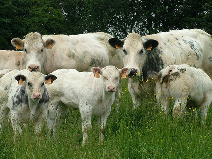 Несколько бельгийских коров