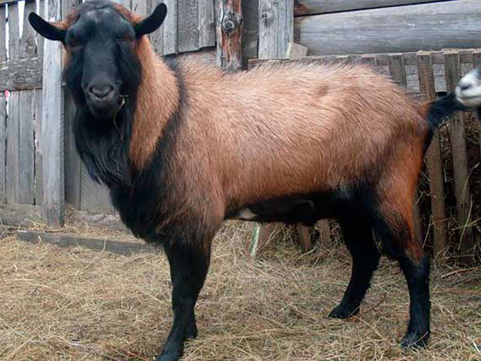 Brown Shorthair Goats 16