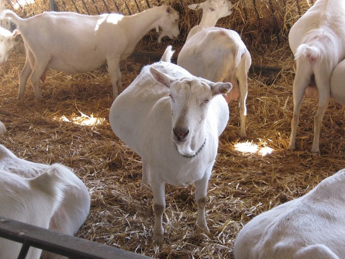 Как определить возраст козы по внешним признакам