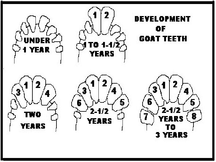 Как определить возраст козы