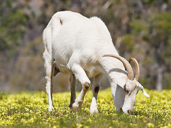 Мегрельская коза