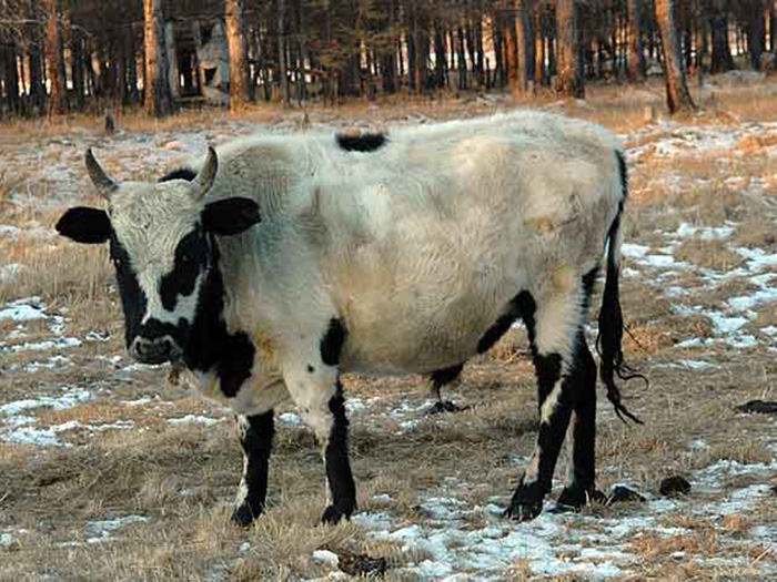 Корова белая с черными пятнами